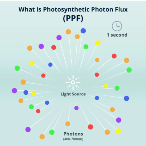 What is PPF in Grow Lights - Perfect Reference for Indoor Grower