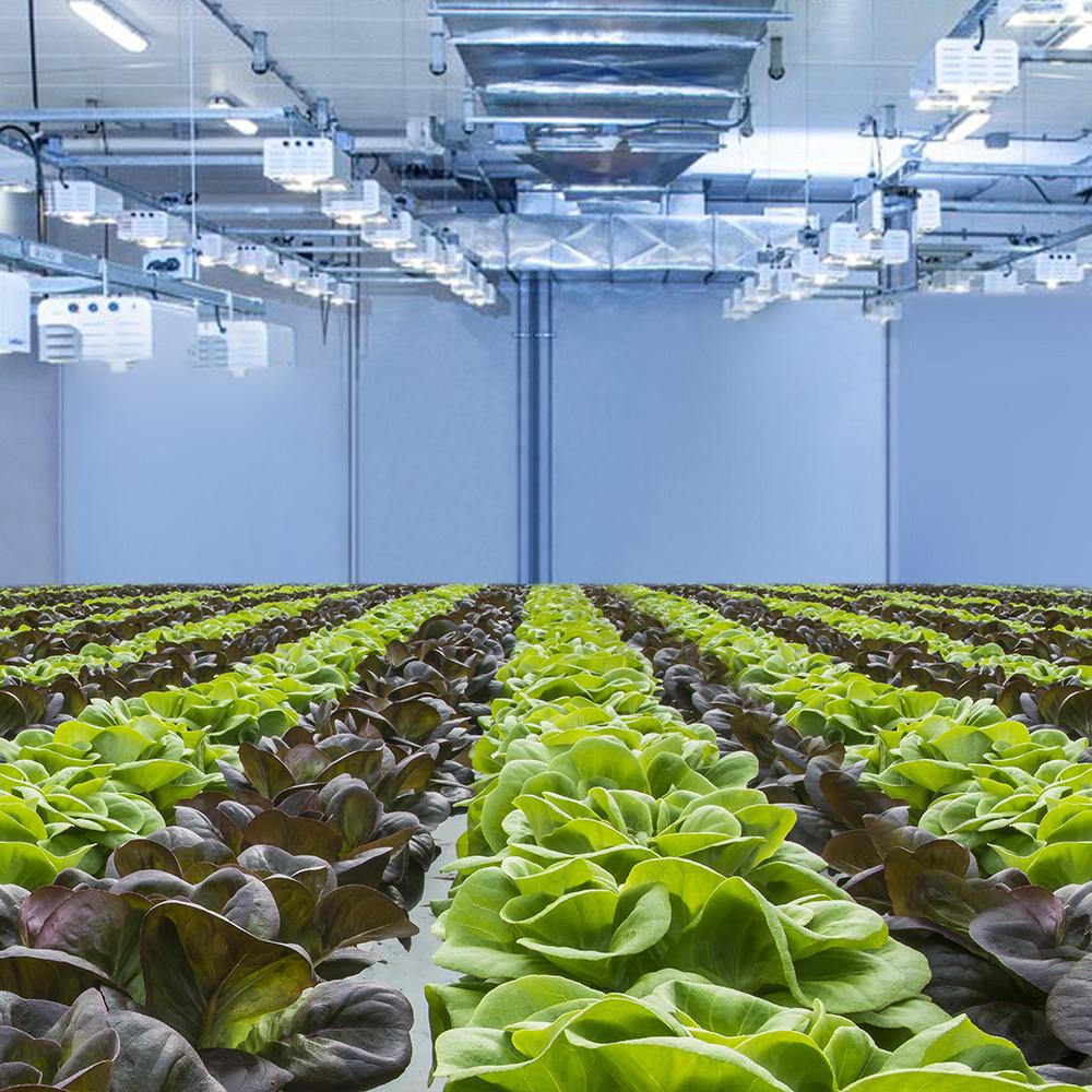 How Light Affects Plant Growth